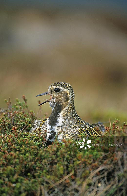 正在筑巢鸣叫的欧洲金鸻图片素材