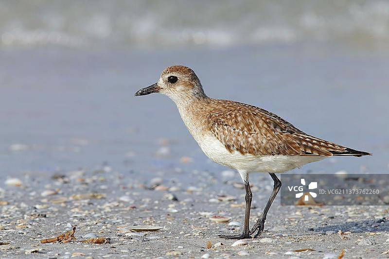 站在海滩上的黑腹金鸻幼鸟图片素材