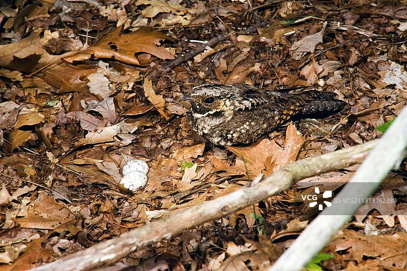 黑喉夜鹰（雌性）图片素材