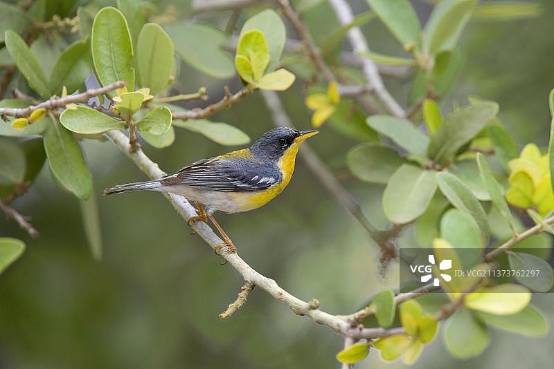 仙女莺，鸣禽，动物，鸟类，热带帕鲁拉（Parula pitiayumi）成年雄性，栖息在活橡树树枝上，美国图片素材