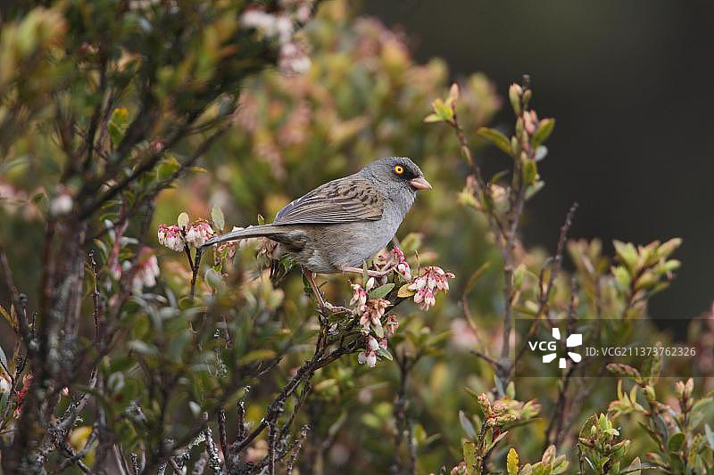 火山朱雀（Junco vulcani），栖息在开花的灌木中，哥斯达黎加，中美洲图片素材