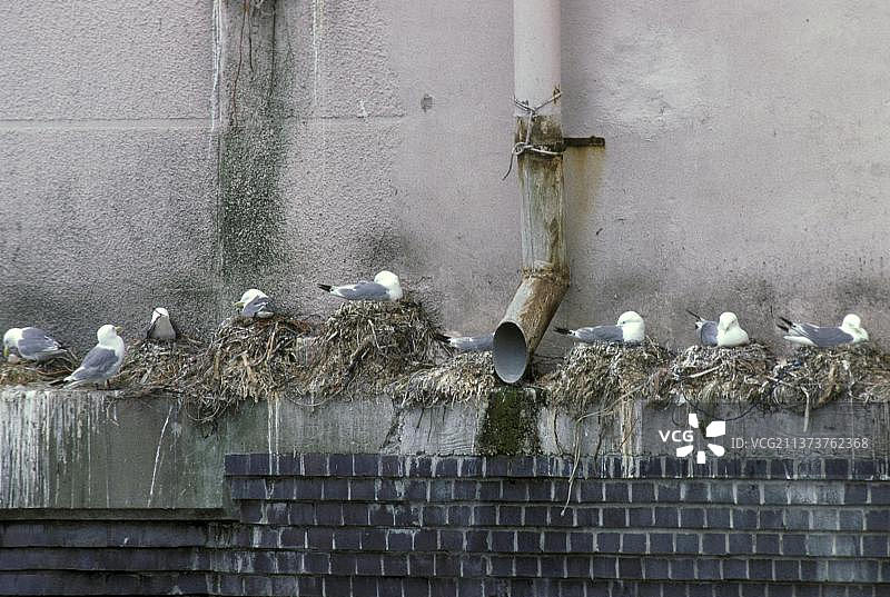 海鸥：三趾鸥图片素材