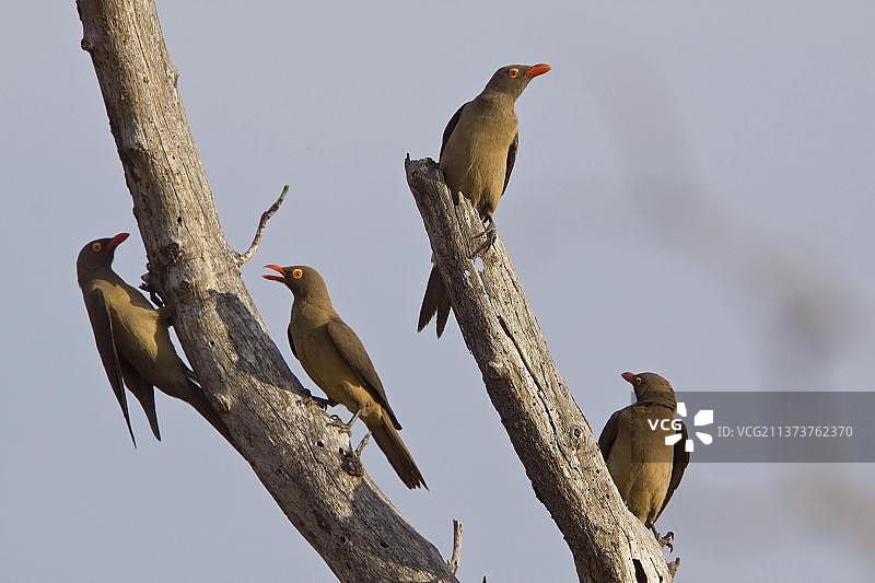 红嘴牛椋鸟、八哥及其他鸣禽（南非克鲁格国家公园）图片素材