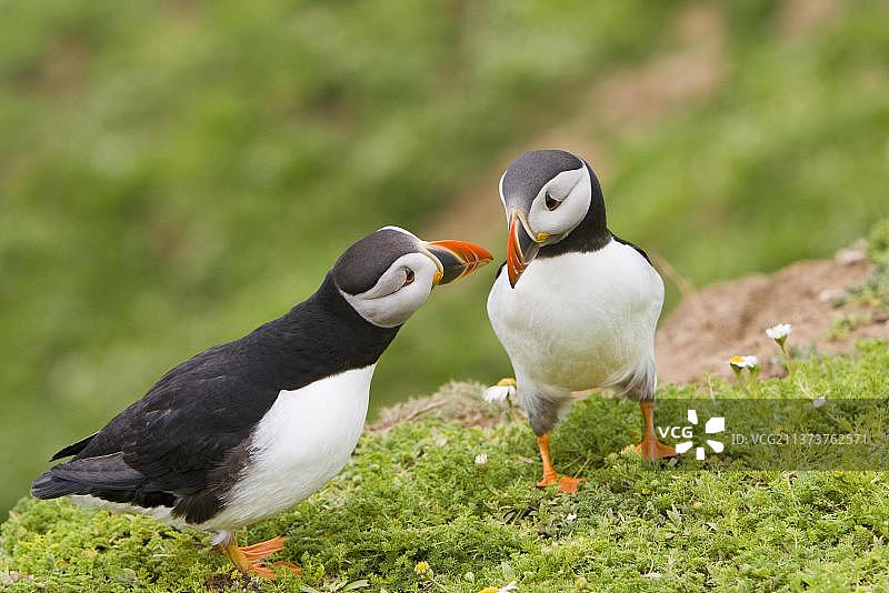 两只海鹦成鸟在繁殖季节互相问候，英国威尔士斯库默岛图片素材