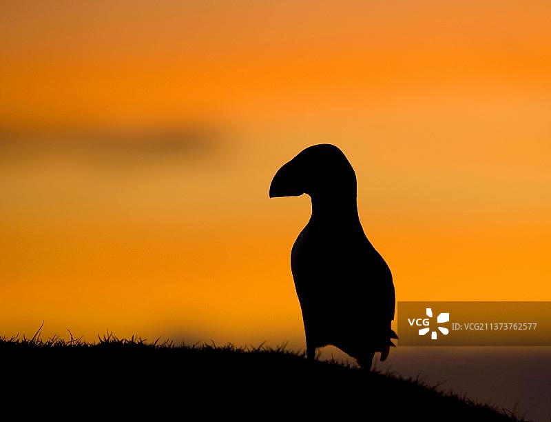 大西洋海雀（Fratercula arctica），成鸟，在日落时剪影，设得兰群岛，苏格兰，英国，欧洲图片素材