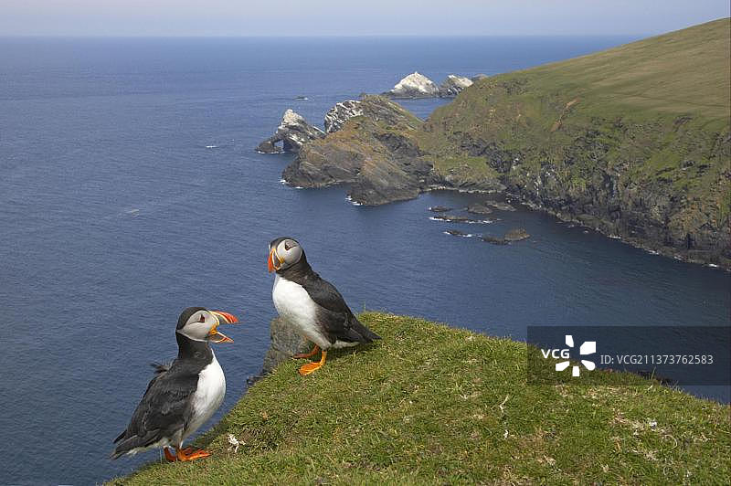 海鹦（北极海鹦），两只成鸟在海岸栖息地的悬崖上鸣叫，位于英国苏格兰设得兰群岛图片素材