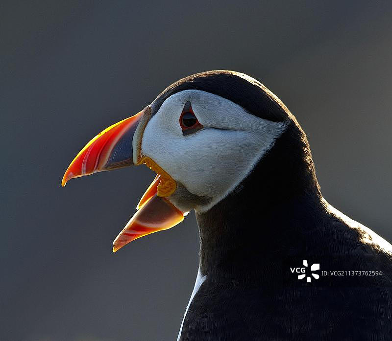 海鹦，夏季羽毛，叫喊，头部特写，英国斯库默岛图片素材