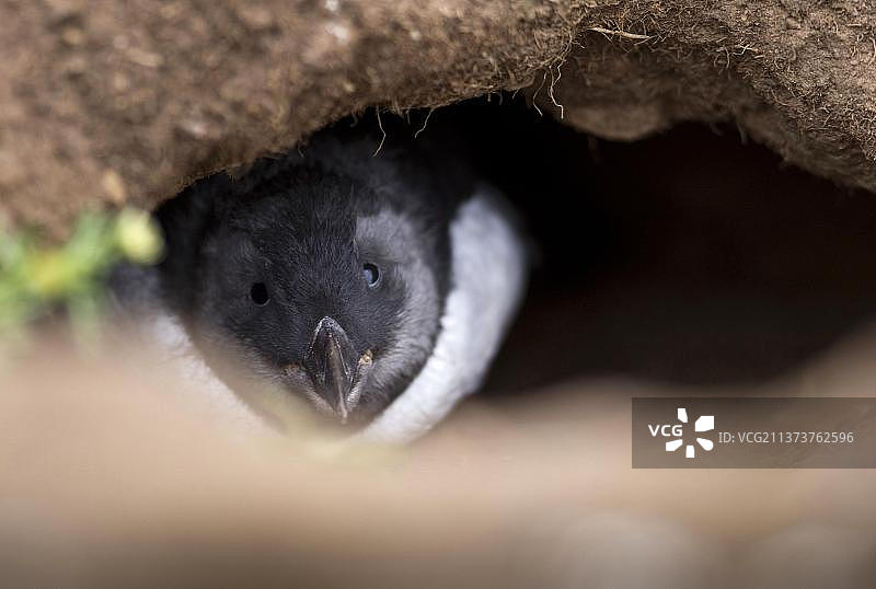 小海鹦，在洞穴入口，斯库莫岛，彭布罗克郡，威尔士，英国，欧洲图片素材