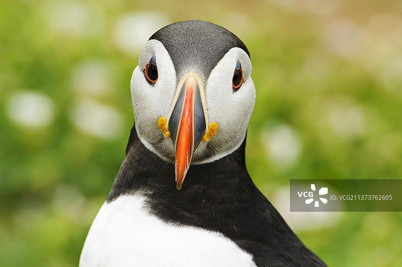 海鹦（北极海鹦）成年，繁殖羽，头部特写，斯库默岛，彭布罗克郡，威尔士，英国，欧洲图片素材