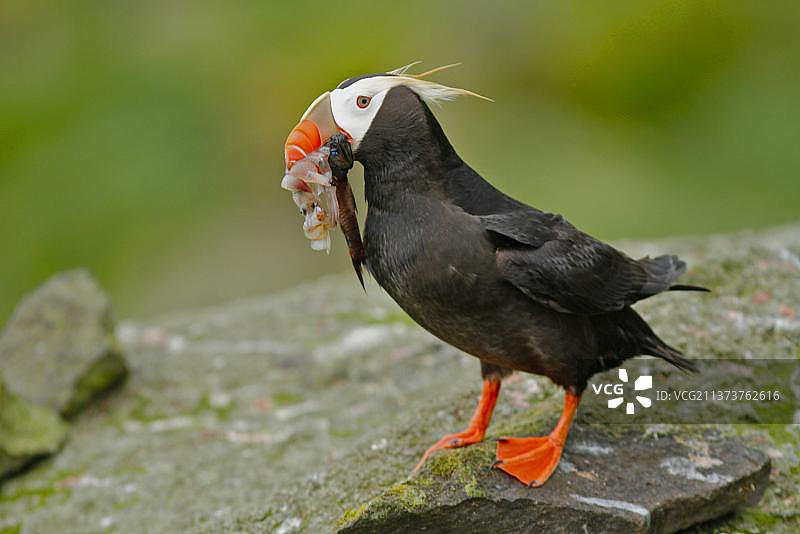 海鹦成鸟，繁殖羽，嘴里叼着鱿鱼和鱼，站在岩石上，阿拉斯加海洋国家野生动物保护区图片素材
