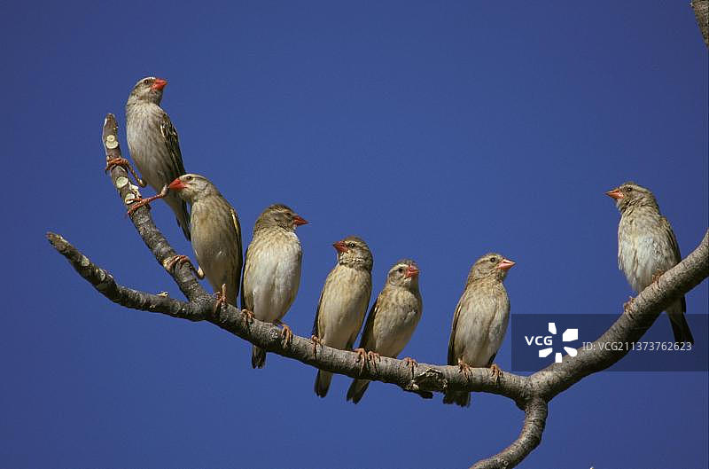 红头奎利亚雀，非洲的红头织布鸟图片素材