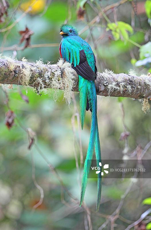 哥斯达黎加辉煌咬鹃：濒危物种图片素材