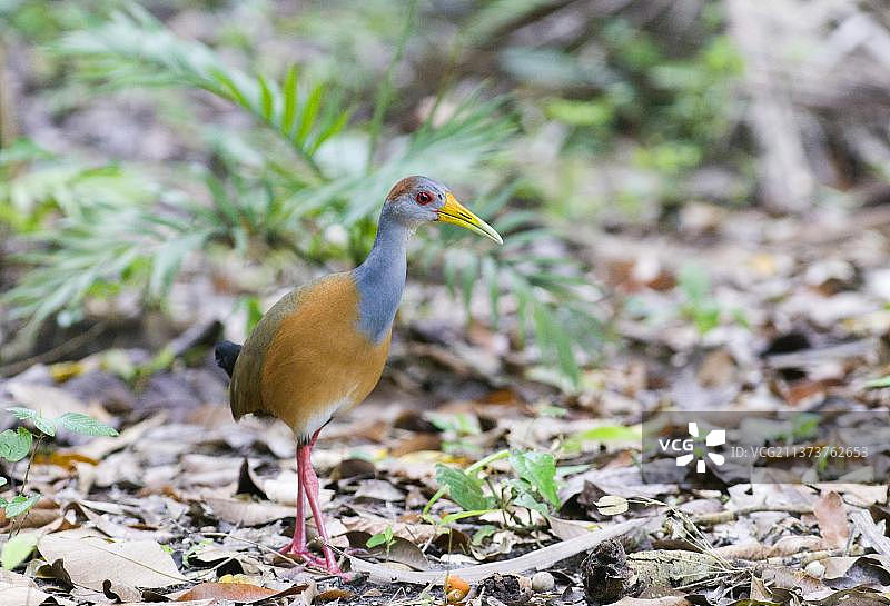 灰颈木轨雉成鸟，行走在低地热带森林的落叶中，危地马拉蒂卡尔国家公园图片素材