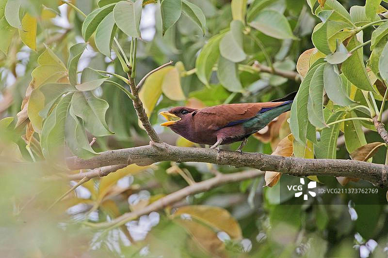 非洲冈比亚，停留在树枝上鸣叫的宽嘴佛法僧图片素材