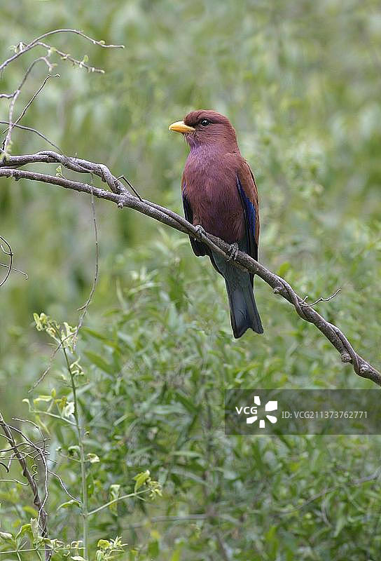 成年阔嘴佛法僧（Eurystomus glaucurus）栖息在树枝上，肯尼亚，非洲图片素材