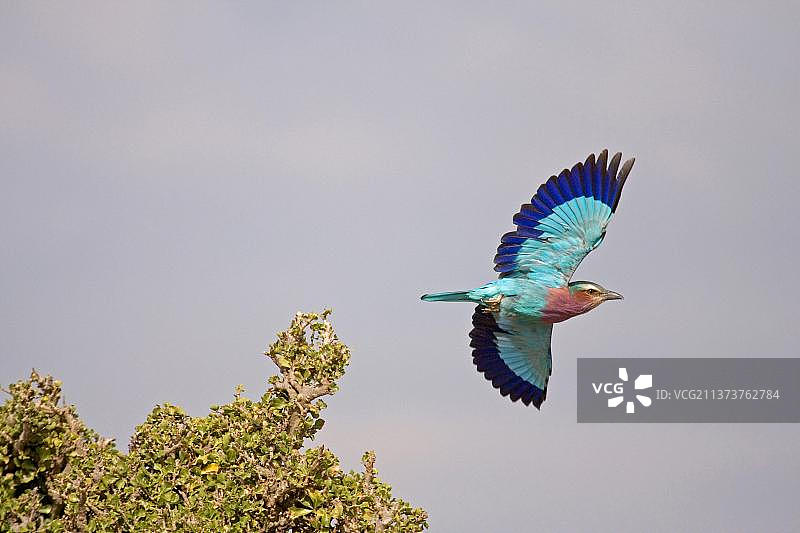 紫胸佛法僧（Coracias caudata）成年，飞行中，肯尼亚马赛马拉图片素材