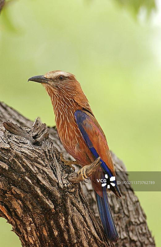 紫胸佛法僧，非洲纳米比亚埃托沙国家公园图片素材