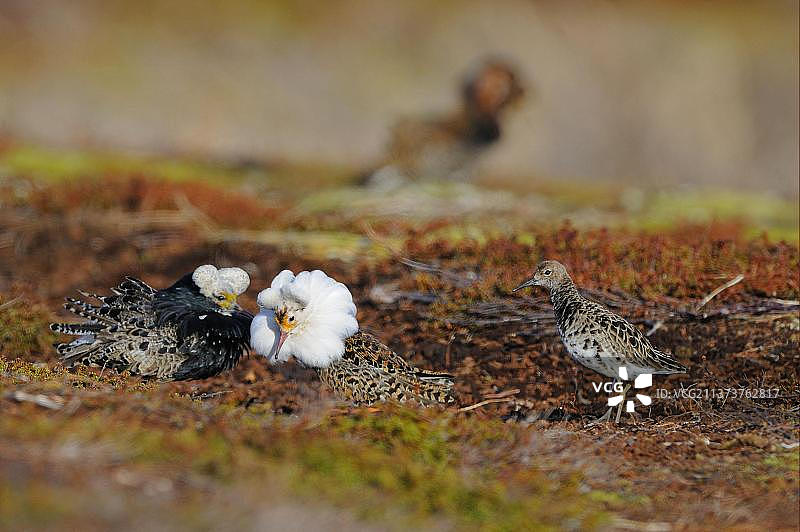 Ruff (Philomachus pugnax) adult males, breeding plumage, displaying to female at lek, Varanger, Norway, Europe图片素材