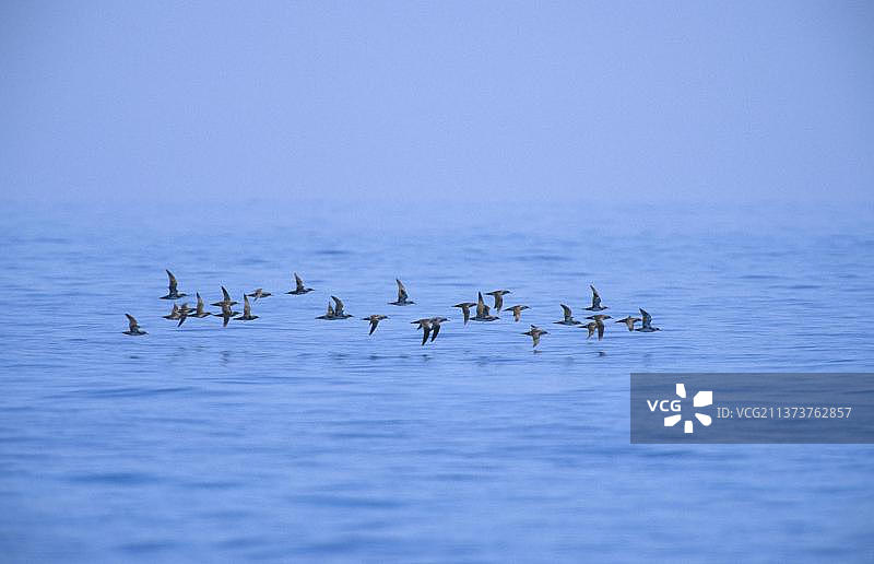 低空飞行的海鸟图片素材