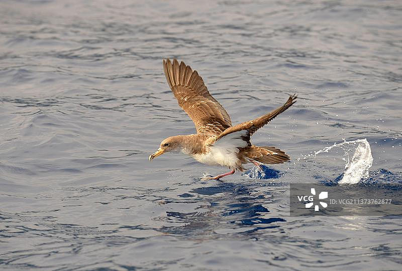 飞行的白额圆尾鹱，亚速尔群岛图片素材