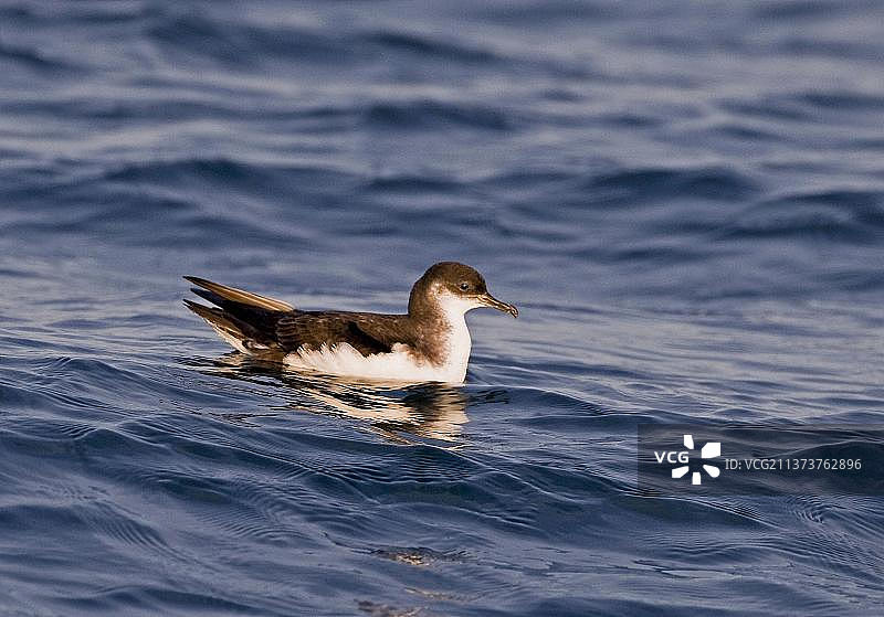 成年的黑海剪嘴鸥（Puffinus puffinus），在英国威尔士彭布罗克郡斯库默岛附近的圣布莱德湾海域游泳图片素材