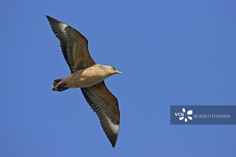 飞行中的南极贼鸥图片素材