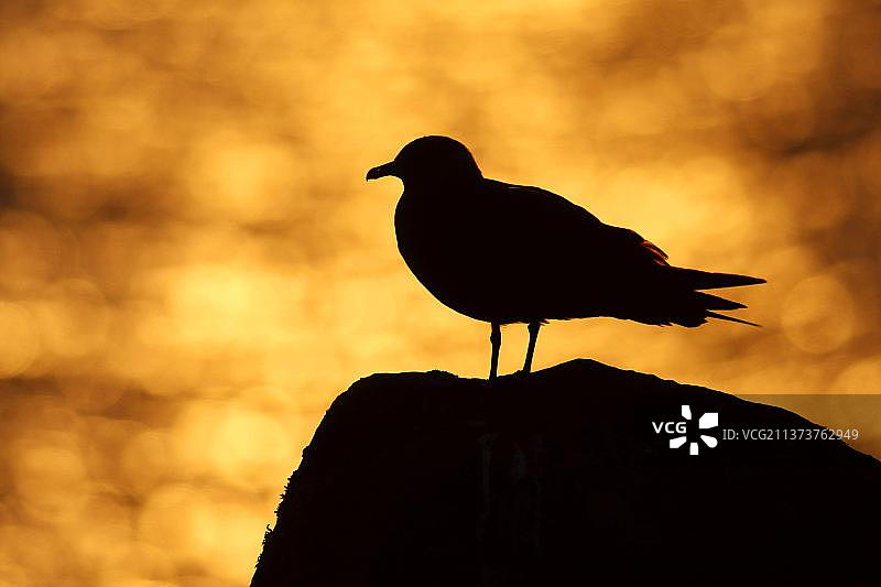 北极贼鸥：日落时分岩石旁的剪影图片素材