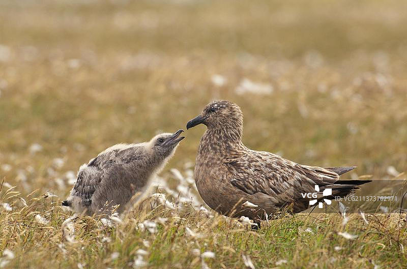 Great Skua (Stercorarius skua) adult, with chick begging for food, standing on open moorland, Shetland Islands, Scotland, United Kingdom, Europe图片素材