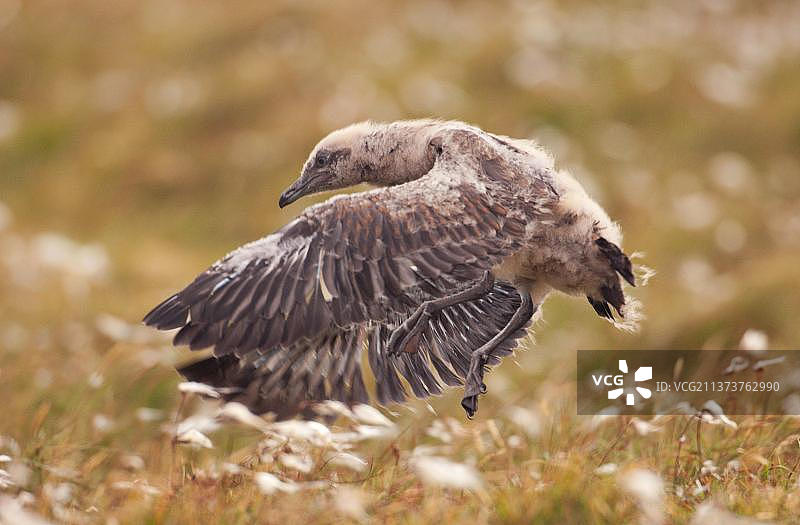 贼鸥幼鸟尝试起飞，设得兰群岛，苏格兰，英国，欧洲图片素材