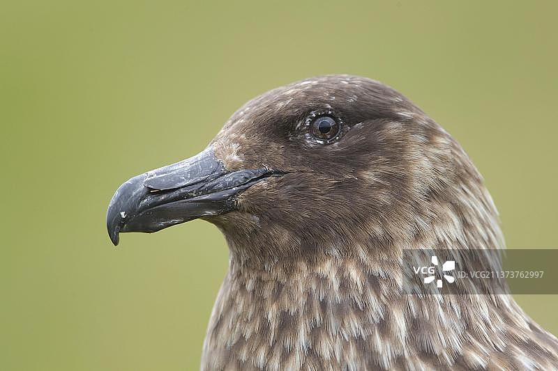 设得兰群岛成年大贼鸥头部特写图片素材