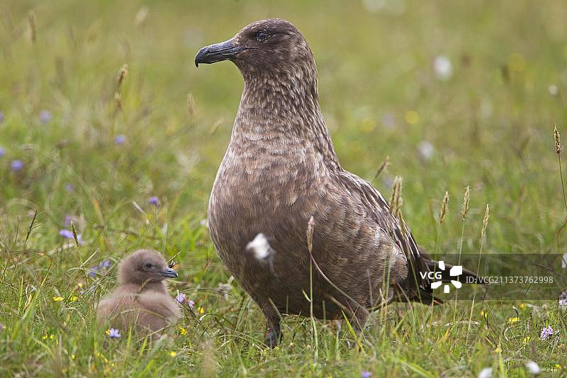 南极贼鸥与幼鸟，设德兰群岛，苏格兰图片素材
