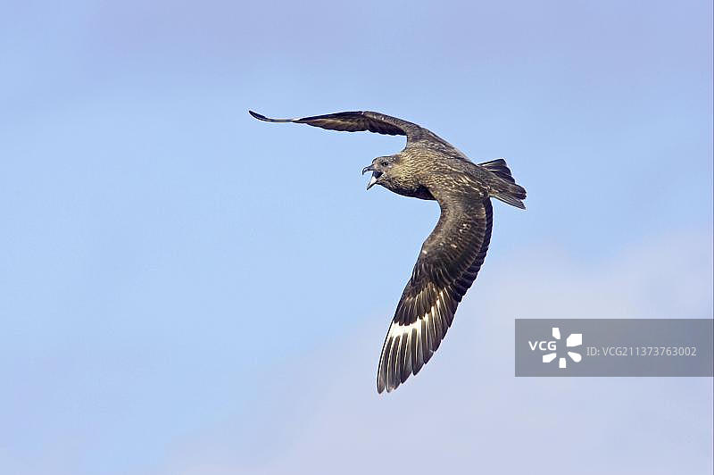 贼鸥：飞行中鸣叫的成年贼鸥图片素材