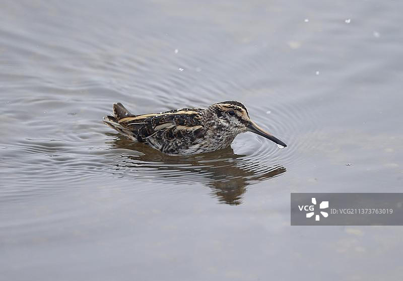 小鹬，成年，雪中浅水区，沃里克郡，英格兰，英国，欧洲图片素材