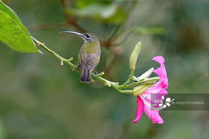 长嘴捕蛛鸟：栖息在兰花树上的成年小捕蛛鸟（马来西亚塔曼尼加拉国家公园）图片素材