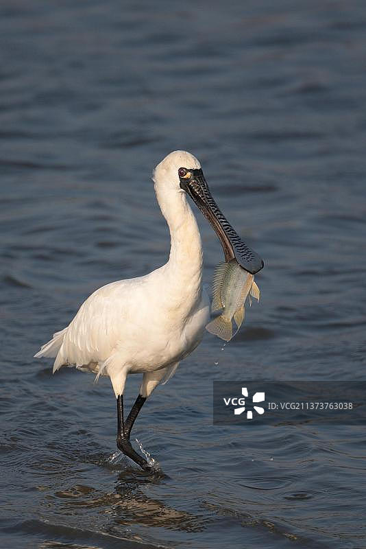 黑脸琵鹭（Platalea minor）成年个体在水中觅食，嘴里含着罗非鱼，中国香港米埔图片素材