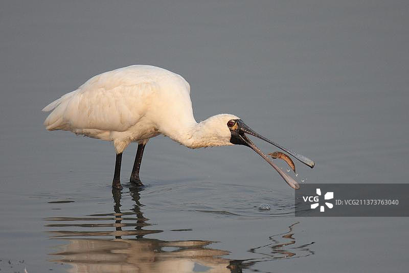 黑脸琵鹭（小琵鹭）在香港米埔，正在捕食弹涂鱼图片素材