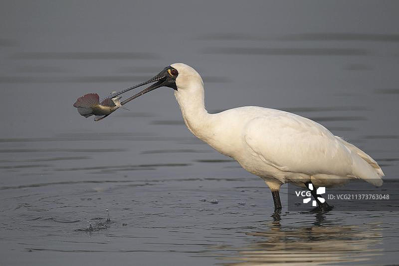黑脸琵鹭成鸟，嘴里叼着鱼，在中国香港南生围水中涉水图片素材