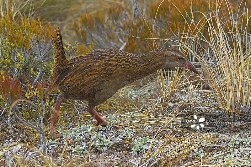 秧鸡（Gallirallus australis），成年，行走于植被中，新西兰，大洋洲图片素材