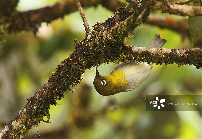 锡兰绣眼鸟图片素材