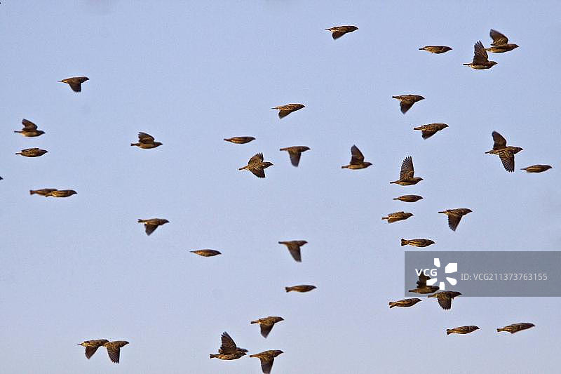红嘴奎利亚雀、鸣禽、动物、鸟类、织布鸟、红嘴奎利亚雀群飞，南非，非洲图片素材