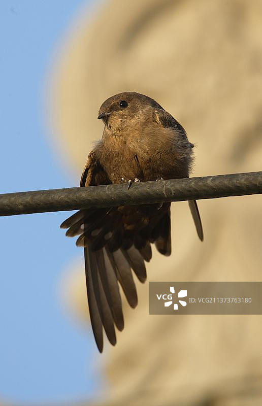 栖息在电线上的暗色崖沙燕成年鸟，翅膀和尾巴伸展，印度古吉拉特邦图片素材