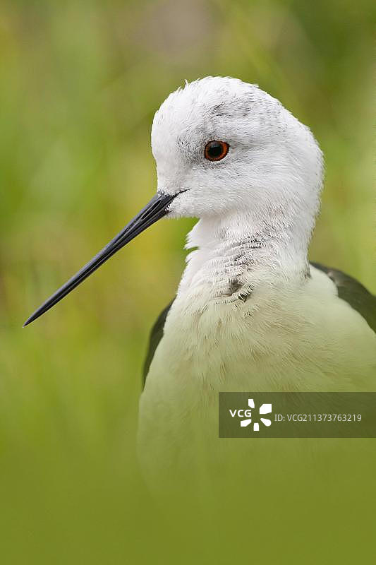 黑翅长脚鹬：涉禽头部和喙特写（圈养）图片素材