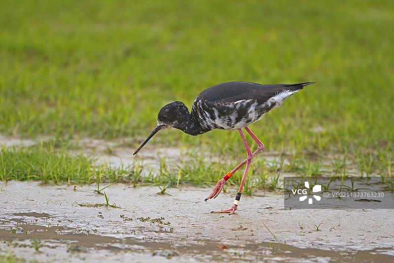 新西兰黑长脚鹬幼鸟图片素材