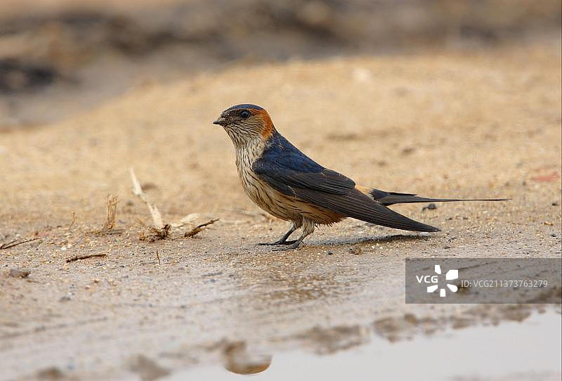 中国河北北戴河潮湿地面上的红臀燕图片素材