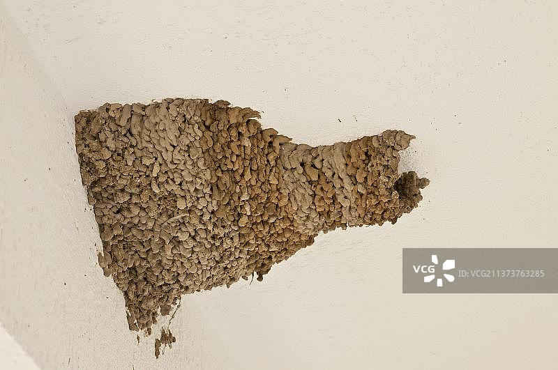 欧洲保加利亚房屋上的红腰燕泥巢图片素材