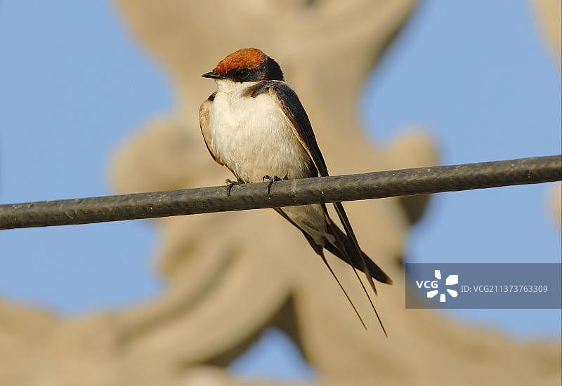 丝尾燕（Hirundo smithii），成鸟栖息在印度古吉拉特邦的电线上图片素材