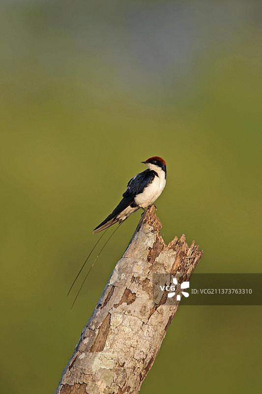 红头燕，歌鸟，动物，鸟类，燕子，丝尾燕，栖息在树桩上，印度果阿，亚洲图片素材