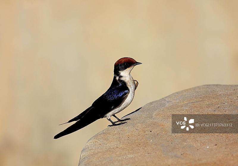 红顶燕，非洲冈比亚石桥上的燕子图片素材