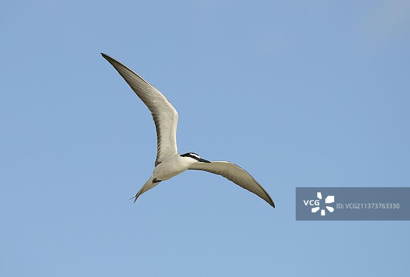 飞行中的乌燕鸥，澳大利亚昆士兰图片素材