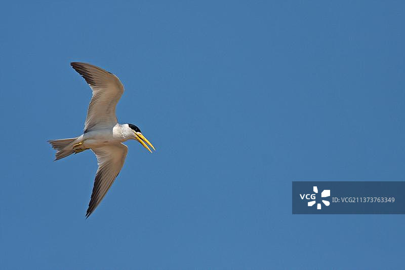 大嘴燕鸥(Phaetusa simplex)，大嘴燕鸥，燕鸥，动物，鸟类，大嘴燕鸥成年，繁殖羽毛，飞行，库亚巴河，马托格罗索，巴西，南美洲图片素材